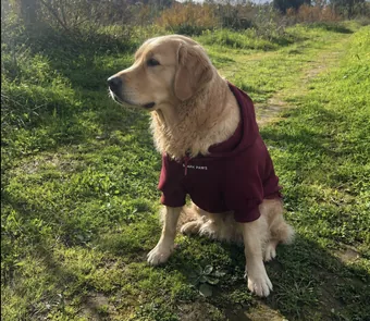 Simba, Golden Retriever · 9 yrs