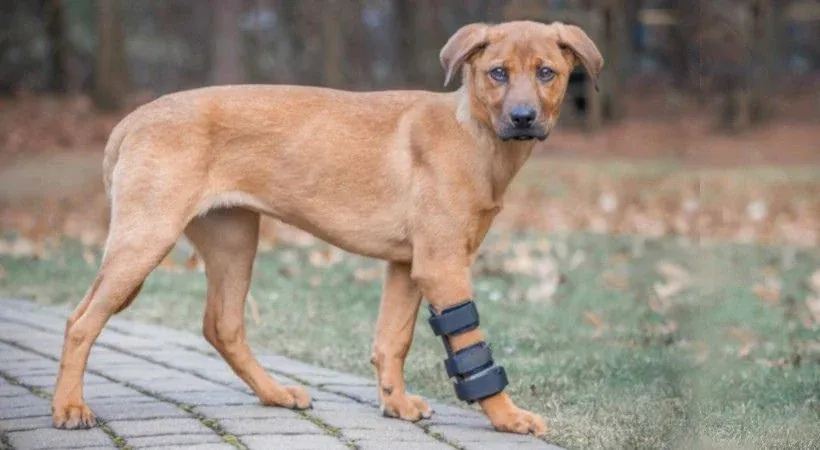 The dog coming back from injury